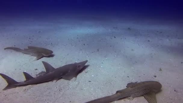 Beyaz Saksı Gitar Balığı ve Leopar Köpekbalıkları. Hovelnose Köpekbalığı. Hovelnose Ray. Sunlit Mavi Deniz. — Stok video