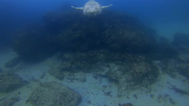 Κοντινό πλάνο του Wobbegong Shark. Γκρινιάρης καρχαρίας κολύμπι με καμουφλάζ στο Shark Dive — Αρχείο Βίντεο