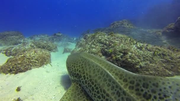 Wütender Leopardenhai aus nächster Nähe. Mürrisch genervt Zebrahai & Welsfischschule — Stockvideo