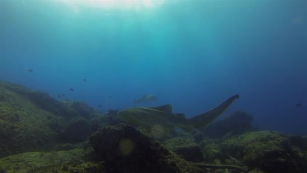 美丽的豹鲨斑马鲨优雅的地毯鲨水族海洋生物 — 图库视频影像