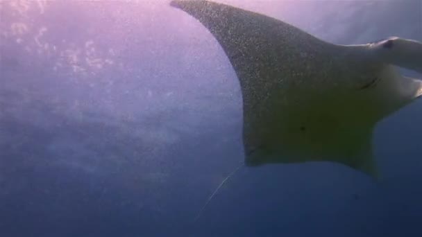 Krásný párek Manta Rays. Skupina půvabných Kudlanek. Mořské paprsky v klidné modré vodě — Stock video