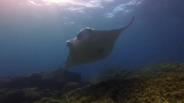 Krásný pár Big Manta Rays. Elegantní skupina Mantas. Mořské paprsky v klidné modré vodě — Stock video