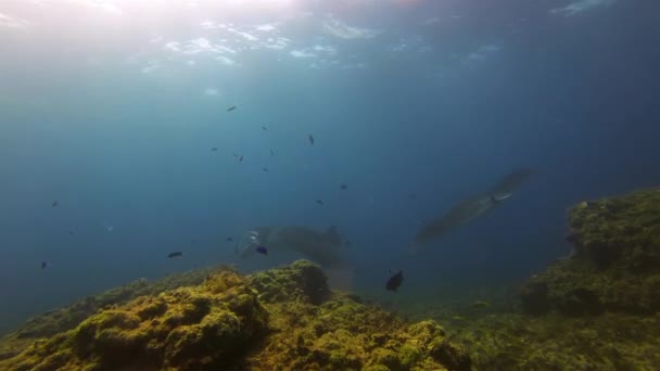 Gyönyörű pár gyengéd Manta Rays. Kecses Sáska Csoport. Sugár nyugodt kék tenger víz — Stock videók