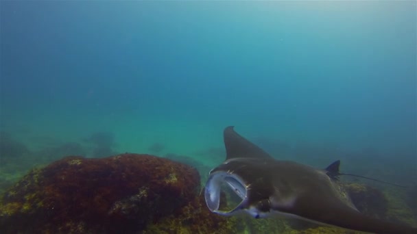 Big Manta Ray Close Up. Mantaray Alimentazione & Nuoto in acqua di mare blu marino — Video Stock