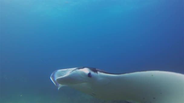 Big Mantaray Close Up. Manta Ray nadando sobre el arrecife iluminado por el sol en agua azul del mar — Vídeos de Stock