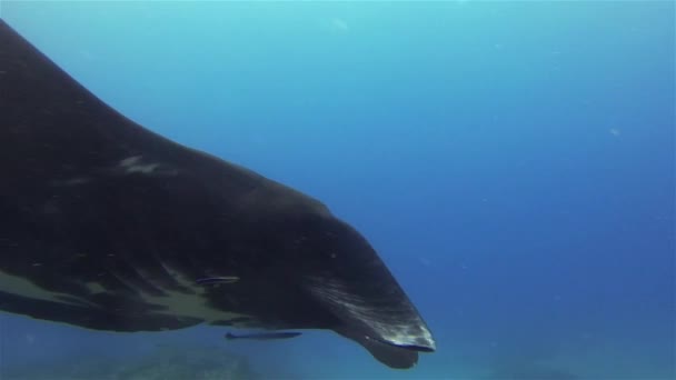 Black Manta Ray Close Up. Mantaray Negro Alimentación y natación en agua de mar azul iluminada por el sol — Vídeo de stock
