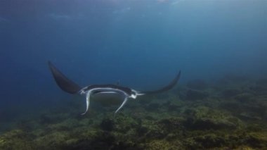 Zarif Sakin Manta Ray, Mavi Deniz Mercan Resifi ve Güneş Işığı yüzeyinde Büyük Ray 'e Yüzüyor. Fin ve Kanatları Geniş Açık Mantaray. Büyük Pelagic Filtresi Besleyici Deniz Hayatı