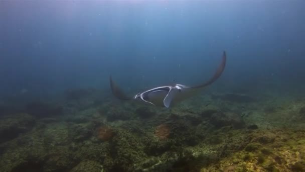 优雅宁静的曼塔射线在蓝海珊瑚礁和阳光照射的海面上游近了头顶 曼塔雷或大雷嘴关闭与鳍和翼宽开放 大型中上层海洋生物 — 图库视频影像