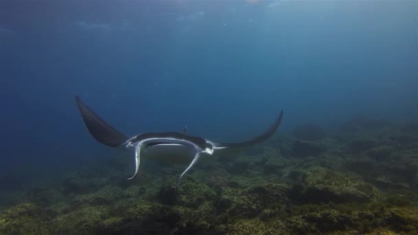 Anmutiges Ruhiges Mantarochen Schwimmen Aus Nächster Nähe Zum Großen Rochen — Stockvideo