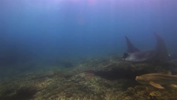 优雅的豹鲨和平静的曼塔雷 宁静的大雷在水下滑翔 曼塔在柔和的蓝色海水中游泳 美丽的珊瑚礁和阳光普照的海面 中上层过滤喂食器海洋生物 — 图库视频影像