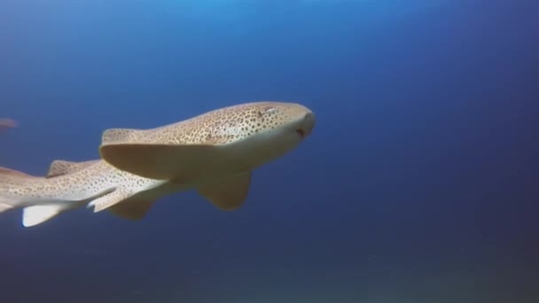 Anmutiger Leopardenhai Oder Zebrahai Friedlicher Teppichhai Schwimmt Unter Wasser Ruhigem — Stockvideo