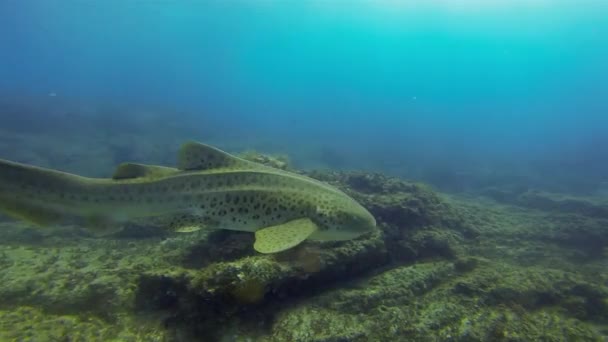 Изящная Леопардовая Акула Zebra Shark Peaceful Carpet Shark Swimming Underwater — стоковое видео