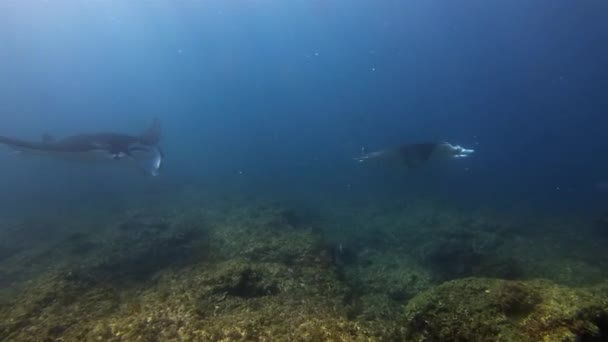 Серьезная Группа Manta Rays Пара Мирных Мант Плавающих Вместе Большие — стоковое видео