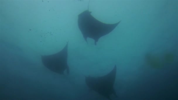 优雅的Manta Rays Group Silhouette 和平的大曼塔游泳和翻过头顶形成 蓝水和阳光照射海面清洁站的中上层滤清器为海洋生物提供食物 — 图库视频影像