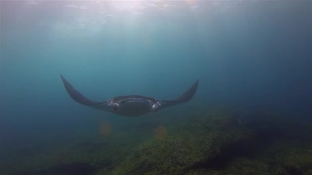 Graceful Manta Ray Close Swimming Overhead Mouth Closed Cephalic Fins — стокове відео