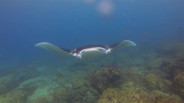 温文尔雅的曼塔雷在蓝海水域和阳光照射的海面上用嘴闭合的 头晕的鳍和鳍翼伸展着宽阔的开放展示带标记的泳头 大雷海洋生物 — 图库视频影像