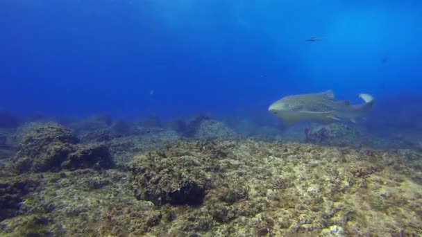 Tiburón de cebra agraciado o tiburón leopardo. Tiburón de alfombra colorida Vida marina en el mar azul — Vídeo de stock