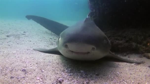 豹鲨或斑马鲨近身。 快乐的小白鲨和微笑的地毯鲨 — 图库视频影像