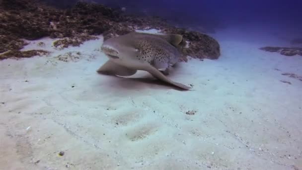 Tiburón leopardo o tiburón cebra de cerca. Tiburón lindo feliz de la alfombra levantándose en aletas — Vídeos de Stock