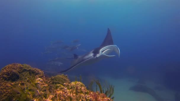 Manta Ray & Escola de peixes coloridos. Manta pacífica e graciosa no recife de coral do mar azul — Vídeo de Stock