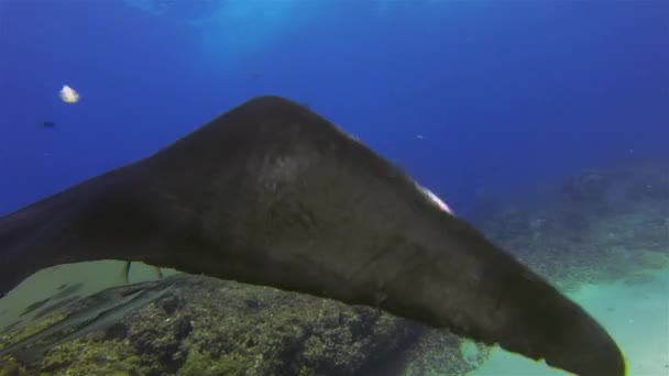 Manta Ray Close Up & Remoras Καθαρισμός ψαριών. Ηρεμία Sunlit Blue Sea & Ειρηνικό Big Ray — Αρχείο Βίντεο