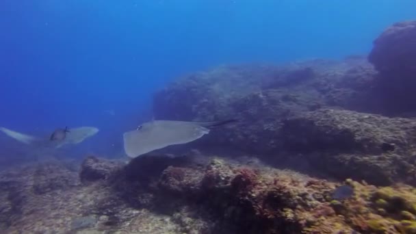 가오리와 표범 상어가 푸른 바닷물에서 바위가 많은 산호초 위를 헤엄쳐 다닌다 — 비디오