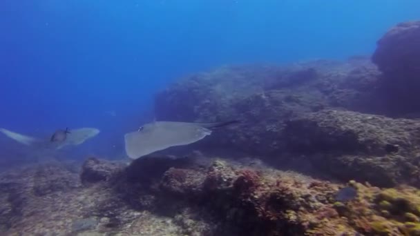 Stingray & requin léopard nageant sur le récif corallien rocheux dans l'eau de mer bleue — Video