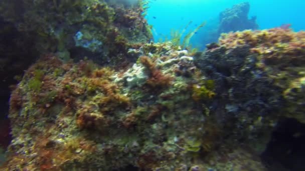 Requin zèbre. Le requin léopard. Manta Ray. Tortue verte. Vie marine douce et gracieuse — Video