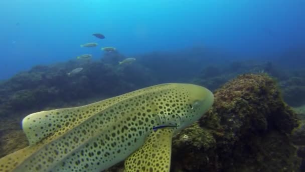 斑马鱼，豹鲨近身。 色彩斑斓的Carpet Shark海洋生物喂鱼 — 图库视频影像