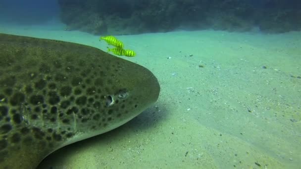 Squalo zebra. Squalo leopardo da vicino. Pesce che si nutre di pacifico tappeto squalo vita marina — Video Stock