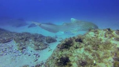 Zebra Köpekbalığı. Leopar Köpekbalığı. Boğa Ray. Stingray. Zarif Sucul Deniz Hayatı Su altında