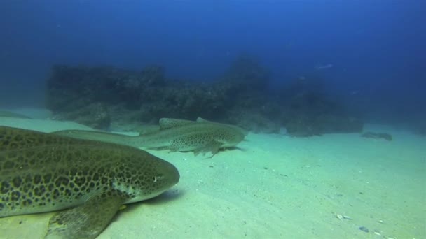 Tiburones Cebra. Tiburones leopardo de cerca. Tiburones pacíficos que habitan en el fondo Relajante — Vídeo de stock