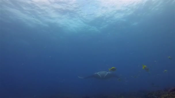 Manta Ray Close Up Κολύμβηση στην κοσμική γαλάζια θάλασσα του ωκεανού & ηλιόλουστη επιφάνεια της θάλασσας — Αρχείο Βίντεο
