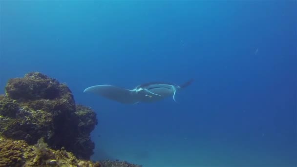 Manta Ray zamknij się. Wielki Mantaray pływa w błękitnej wodzie morskiej. Pelagiczne życie morskie — Wideo stockowe