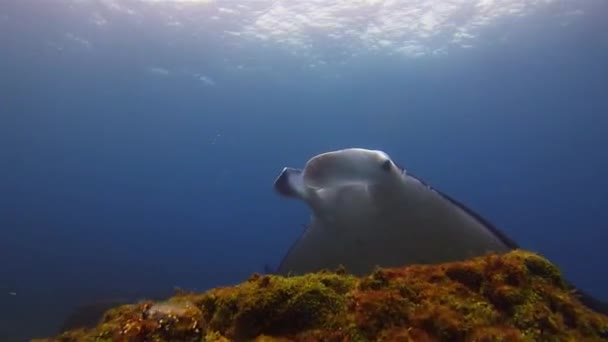 Manta Ray Close up. Big Mantaray plavání v modré mořské vodě.Pelagický mořský život — Stock video