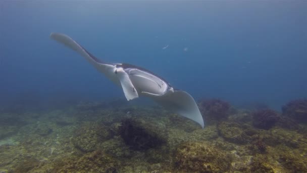 Manta Ray Close Up. Big Ray nadando en agua azul del mar. Vida marina pelágica — Vídeo de stock