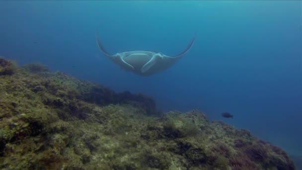 Manta Ray på nära håll. Graciösa & Fredliga Stora Manta Simning Overhead.Blue Sunlit Sea — Stockvideo