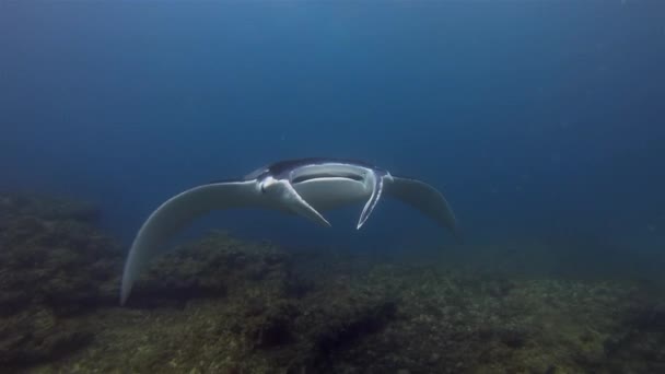 Manta Ray Feeding & Mouth Open Swimming Close Up. Graciosa alegre Mantaray no mar azul — Vídeo de Stock