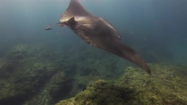 Manta Ray Krmení & Plavání Zavřít. Půvabná radostná Mantaray ústa otevřená v modré mořské vodě — Stock video