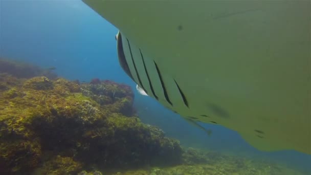 Manta Ray Gills zavřít. Big Manta vyplivne Remora Ryby krmení na filtru podavač — Stock video