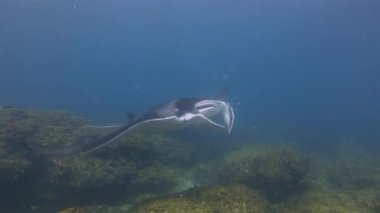 Manta Ray Gills Yakın plan. Büyük Mantaray Mavi Deniz Suyunda Yüzüyor. Deniz Yaşamı Çekimi