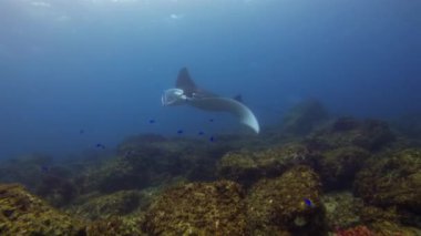 Manta Ray Süzülen ve Yüzgeçler Mavi Balıkla Geniş Açılın. Pelajik Deniz Yaşamı Vuruşu