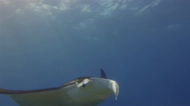 Manta Ray Ağzı Kapalı & Tamamen Açık. Resif Manta Mavi Deniz Planktonuyla Besleniyor