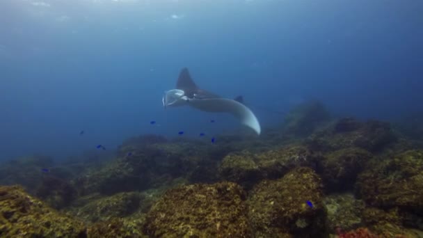 Manta Ray Gliding & Fins ορθάνοιχτα με μπλε ψάρια. Πελαγική θαλάσσια ζωή Shot — Αρχείο Βίντεο