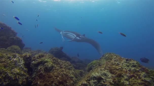 Manta Ray plachtění s malými rybami v modrém moři voda & sluncem osvětlený povrch & mořský život — Stock video