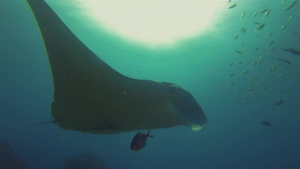 Manta Ray Gliding With Yellow Fish In Blue Sea Water & Sunlit Surface & Marine Life — стокове відео