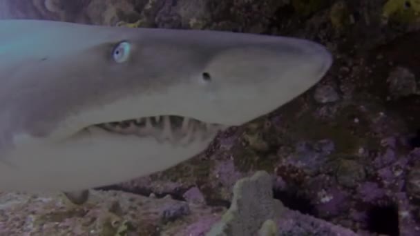 Szary Rekin Pielęgniarki Usta Zbliżenie Z Długimi Ostrymi Zębami (alias Ragged-Tooth Shark) — Wideo stockowe