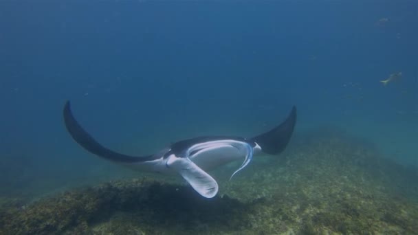 Manta Rochen Mund weit auf Nahaufnahme. Riff-Manta ernährt sich von Plankton im blauen Meer — Stockvideo