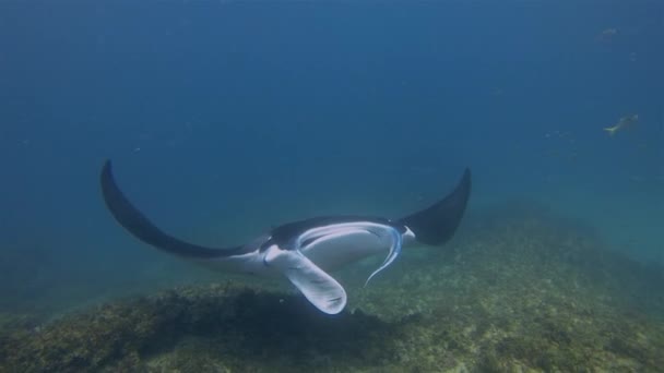 Manta Ray Mond wijd open van dichtbij. Rif Manta voedt zich van Plankton in de Blauwe Zee — Stockvideo