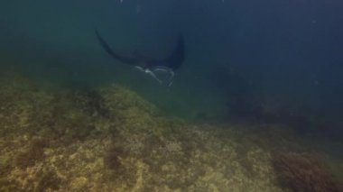 Manta Işın Gecesi Yüzme. Büyük Ray (Manta Alfredi) veya Resif Manta Ray on Coral Reef